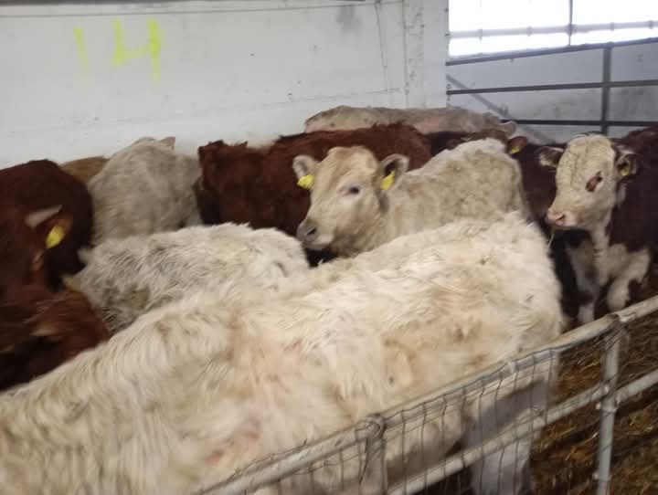 Jałówki miesne na opas