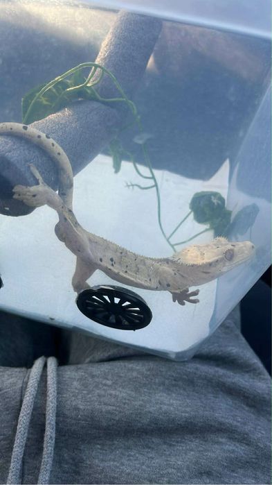 Gekon orzęsiony samiec 14 miesięcy