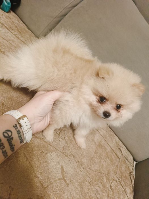 Suczka Szpic Miniaturowy Pomeranian - do odbioru za 2 tygodnie