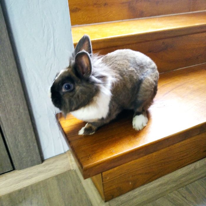 Кролики декоративні