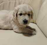 Golden retriever-piesek