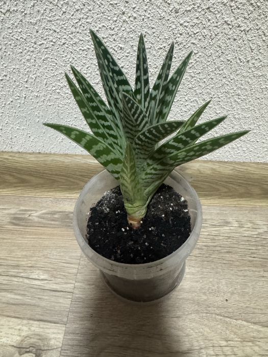 Алое тигровий дорослий