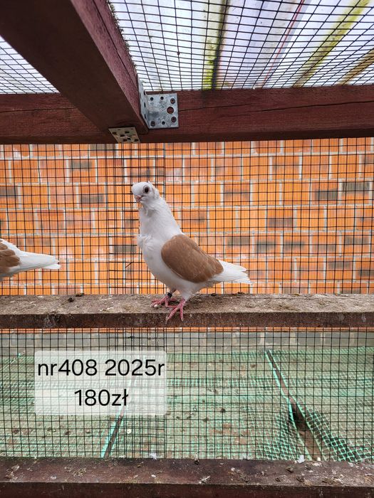 Mewka Polska 2025rok