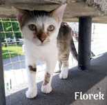 Florek szuka domu !
