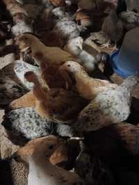 Курчата породи м'ясо яічной
