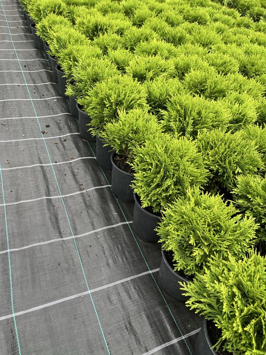 Туя Danica(Даніка). Вік 2.5 роки