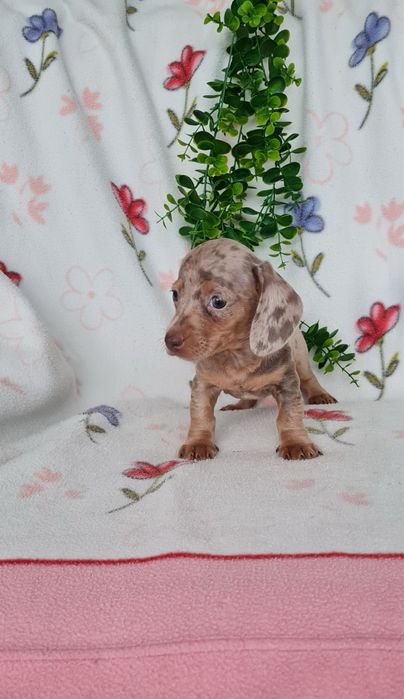 Teckel Arlequim Isabella mini mini kanichen de Qualidade