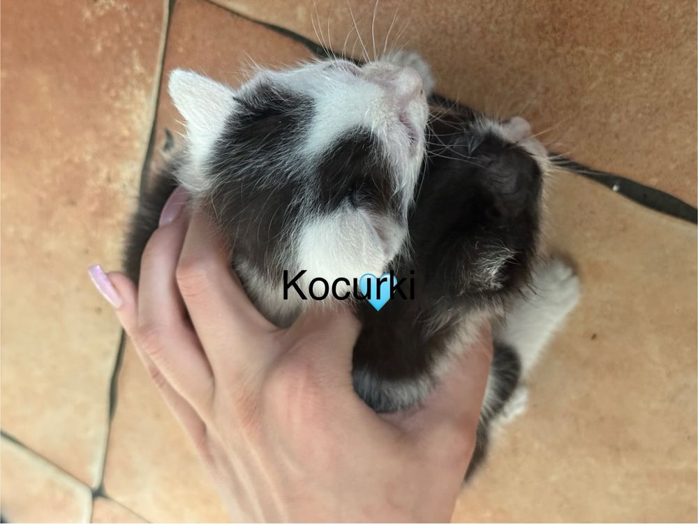 Kociaki do oddania za darmo