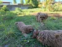 Cavapoo szczeniaki