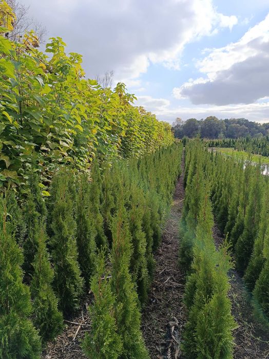 Thuja Szmaragd Tuja Szmaragd od producenta