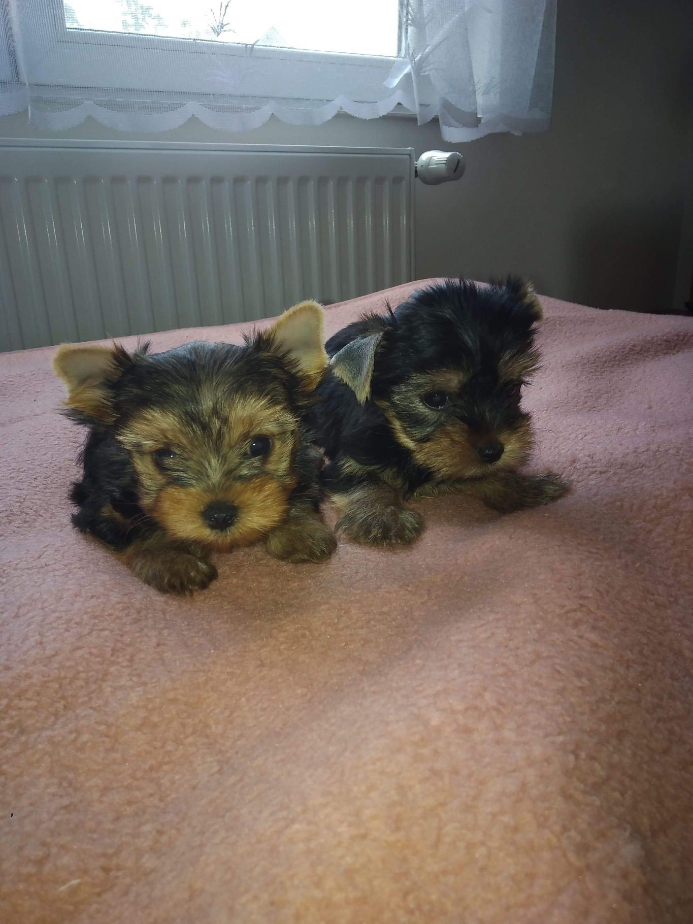 York Yorkshire terrier Jork metryka chip paszport