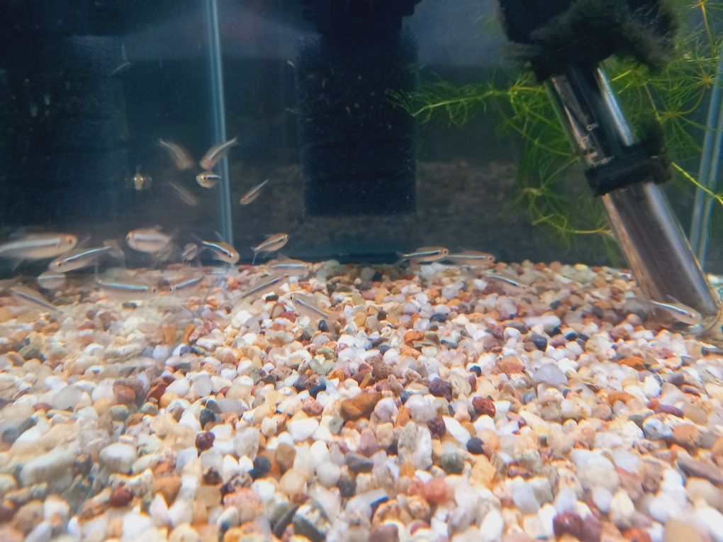 Neon innesa ryba