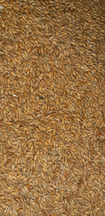 Pszenżyto ozime, żyto ozime,owies jary !!!