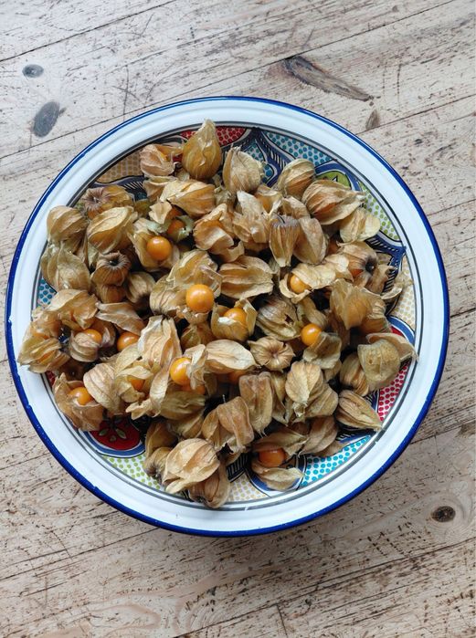 Kilogram miechunki dla pani kamili