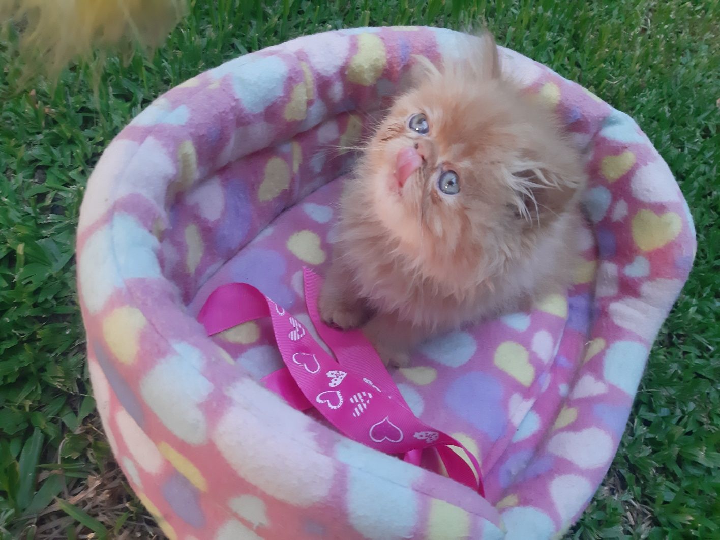 Gato persa red tabby