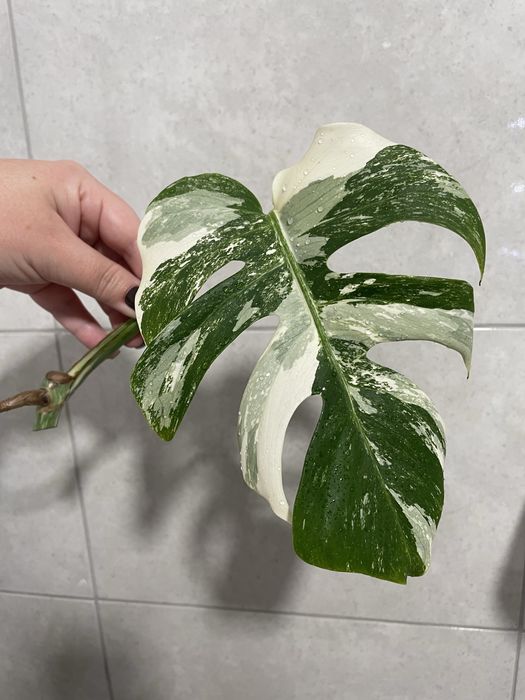 Монстера Аlbo white var, Тайське сузірʼя