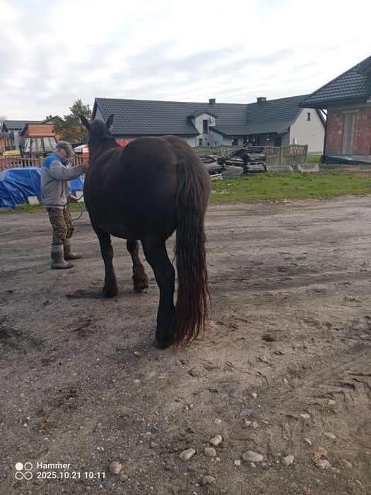 Sprzedam klacz zimnokrwistą , źrebna
