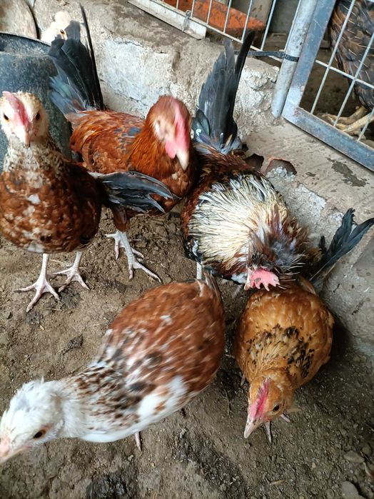 Garnizos.             .