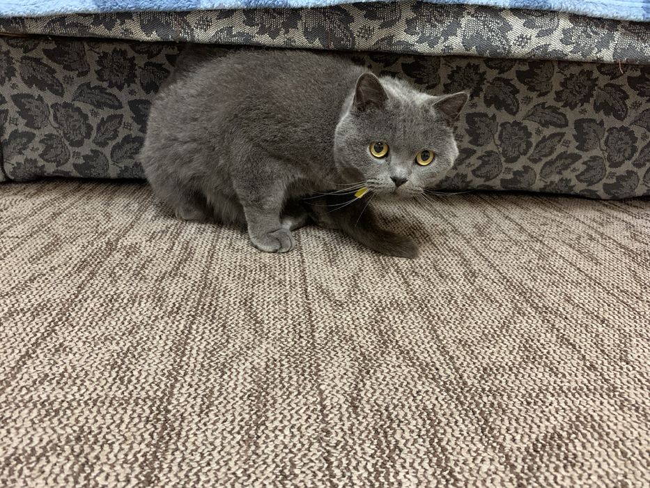 Віддамо дуже гарного котика