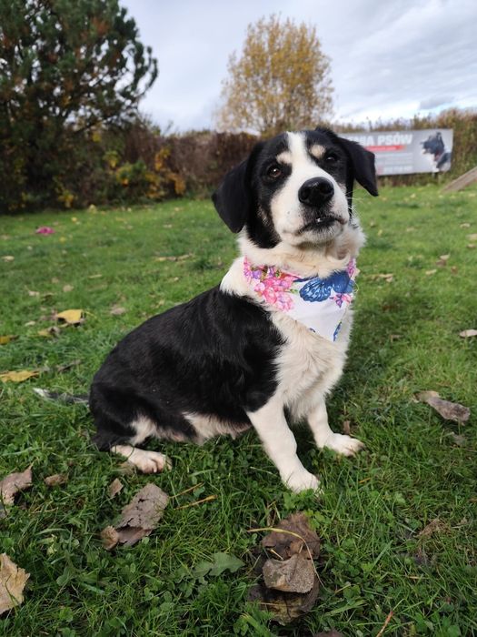 Malutka kochana Neska szuka domu