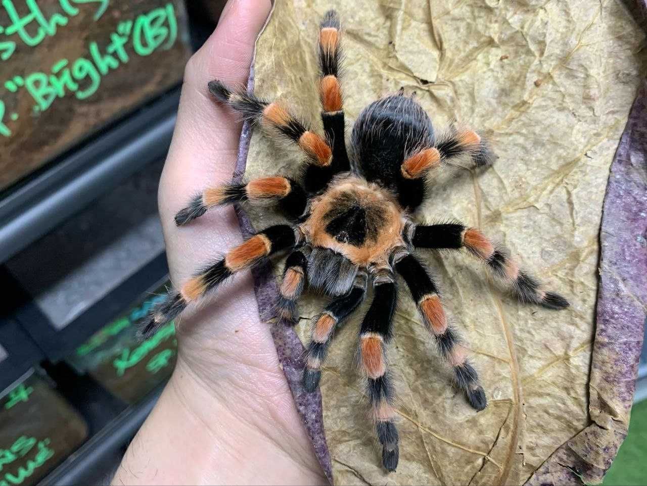 Тарантул паук птицеед для новичков Bracypelma Grammostola Theraphosa