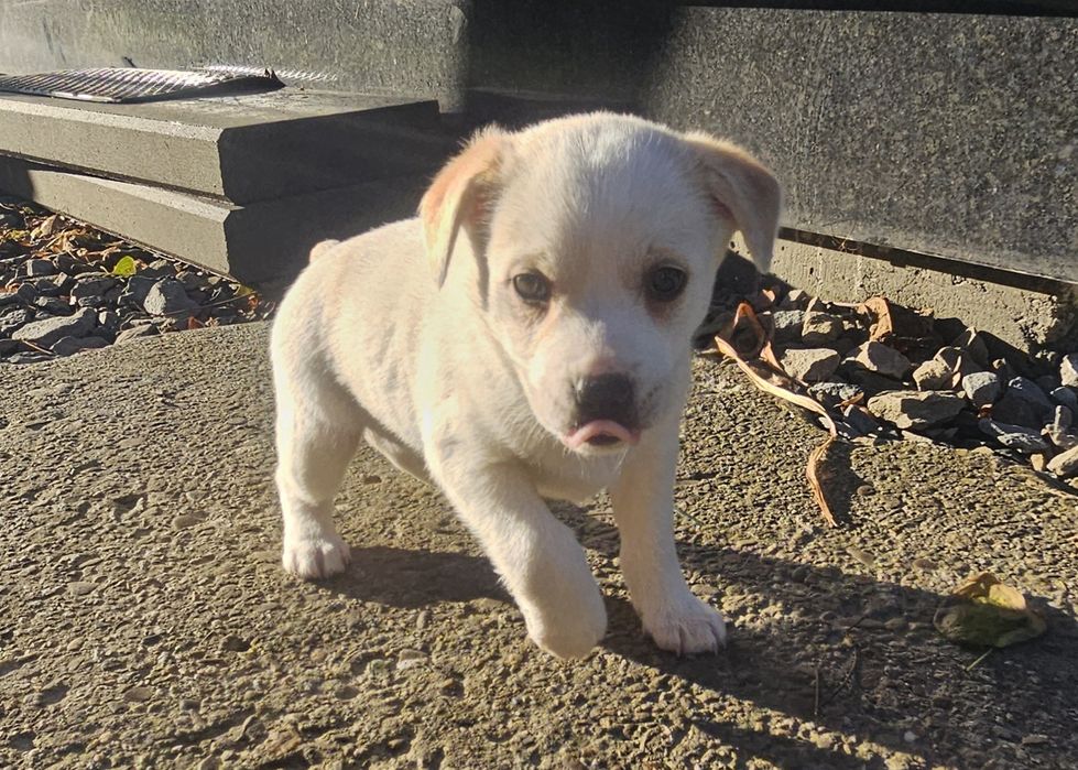 Oddam szczeniaczki - za darmo