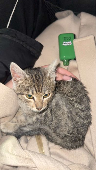 Кошка 2 місяці віддам в хороші руки безкоштовно Ужгород