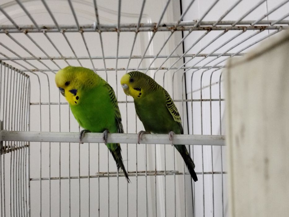 Viveiro e aves aceito troca