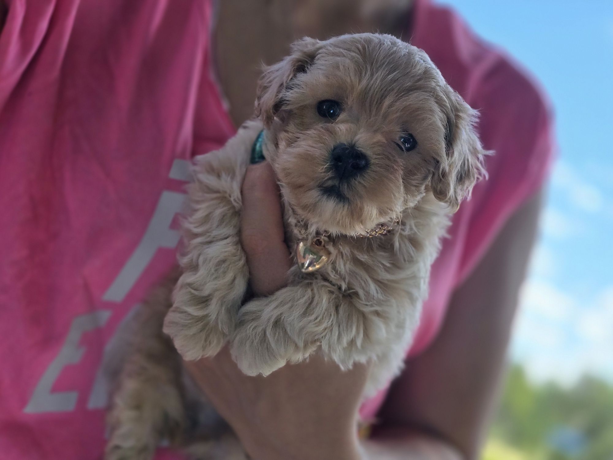 Maltipoo suczka hybryda pudel toy maltanczyk
