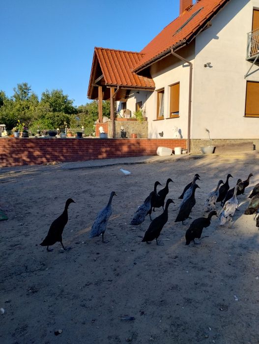 Biegusy indyjskie szmaragdowe