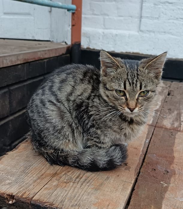 Віддам кошенят в добрі руки