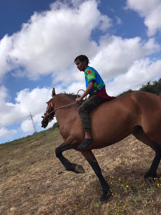Égua puta lusitano