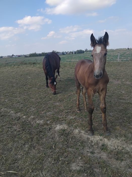 Klacz śląska ze źrebakiem