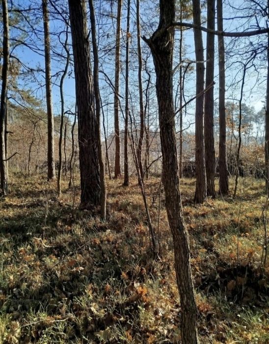 Las Mieszany dęby sosny