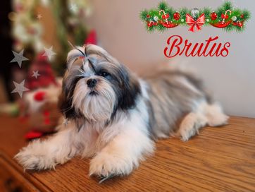 Piesek Shih tzu  tri color Brutus 5 mcy