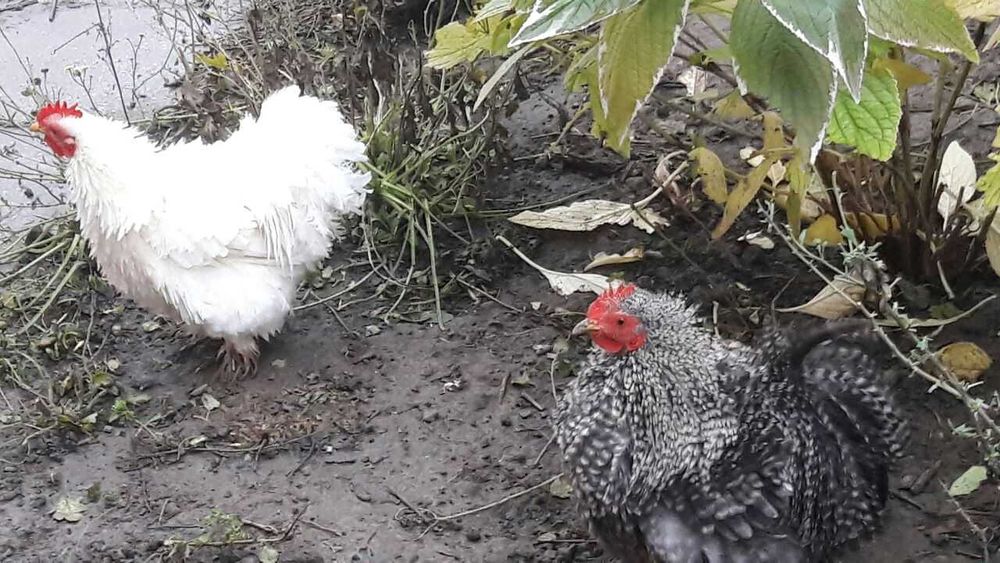 Півні міні кохінхін-фрізлі