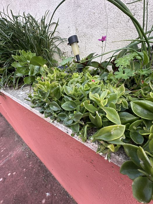 Mesembryanthemum cordifolium ou rosinha do sol
