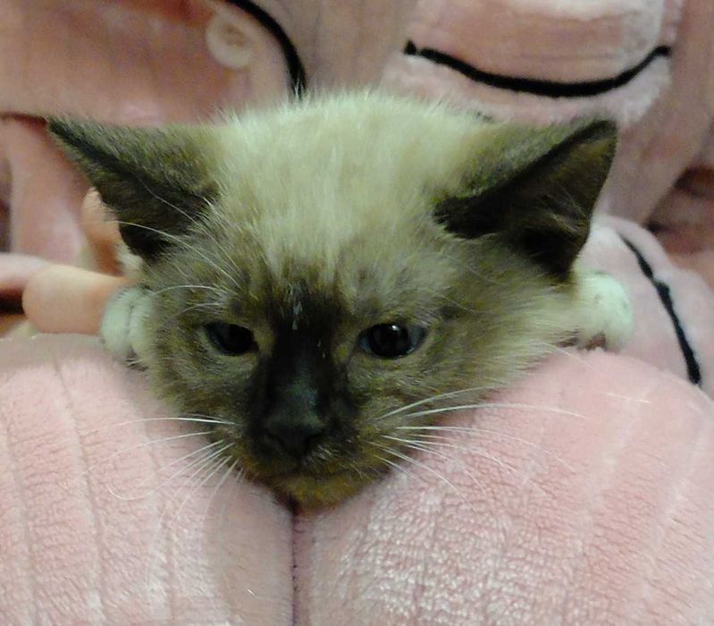 Гарненьке сіамське 3 місячне кошеня котик