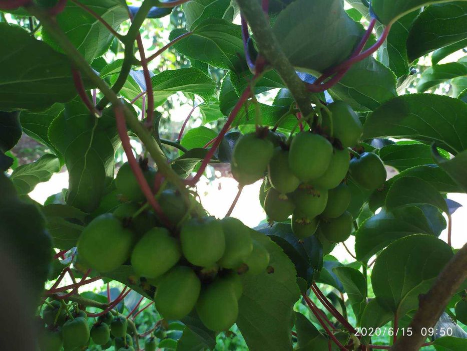 Plantas de kiwi arguta, baby kiwi produtivas