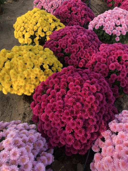 Chryzantemy na Wszystkich Świętych