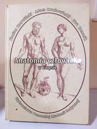 Anatomia człowieka w zarysie Czerwiński Krechowiecki Tomasik