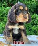 Cocker Spaniel Angielski