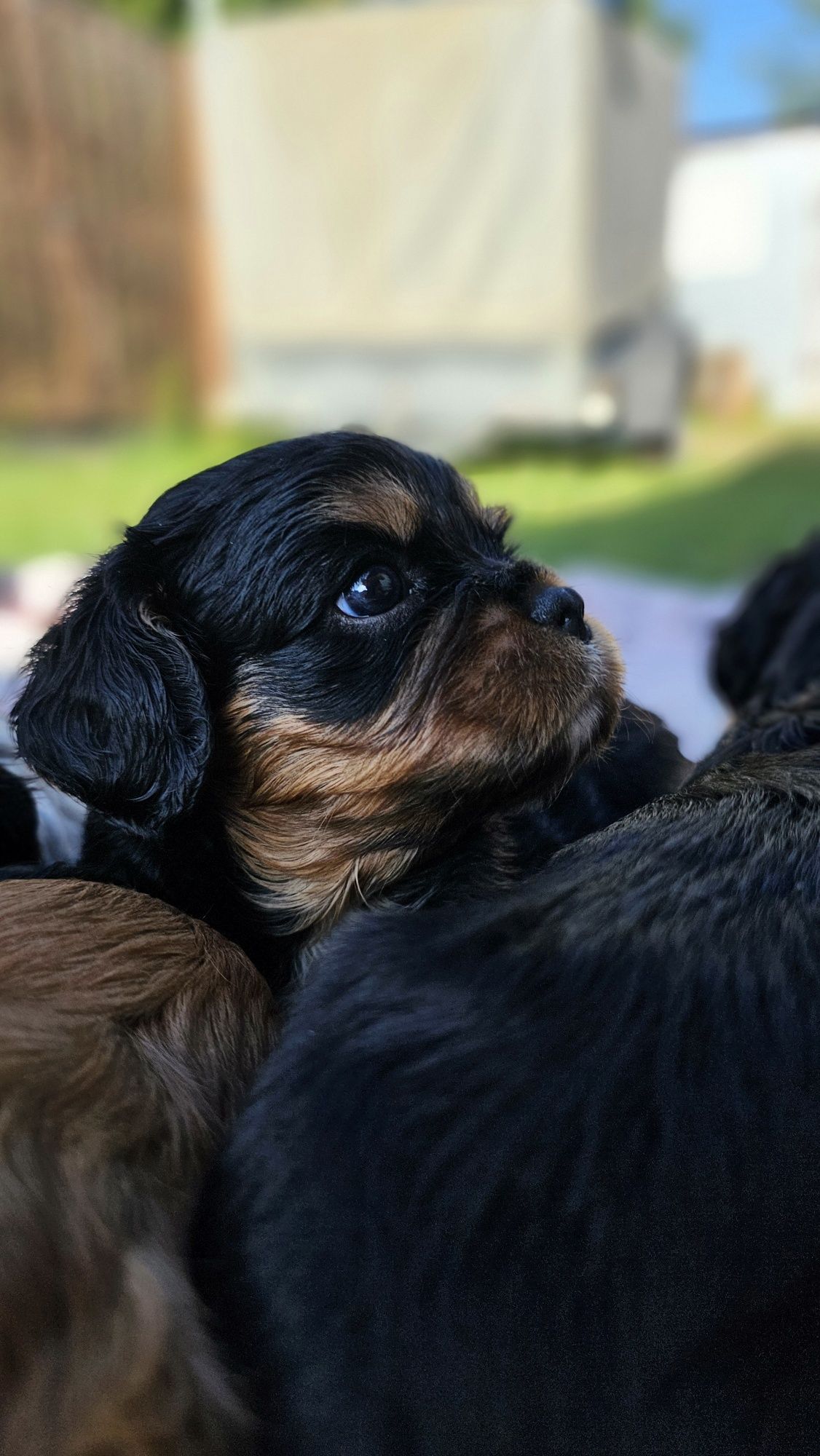 Cavalier King Charles Spaniel