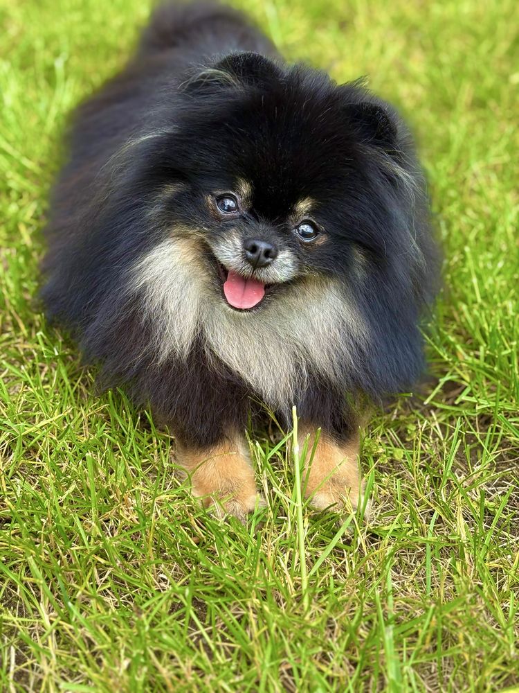 Mała księżniczka Pomeranian – cudowny charakter