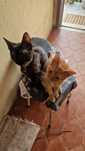 Gatinhos para doar