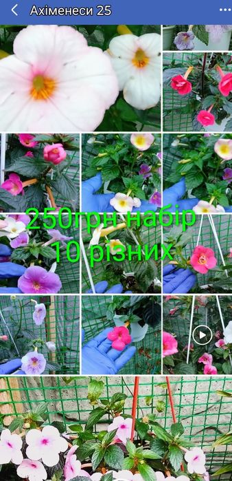 Калла,ахіменеси, традесканція ,фуксія,фікус,бугенвіллія, горт. широкол