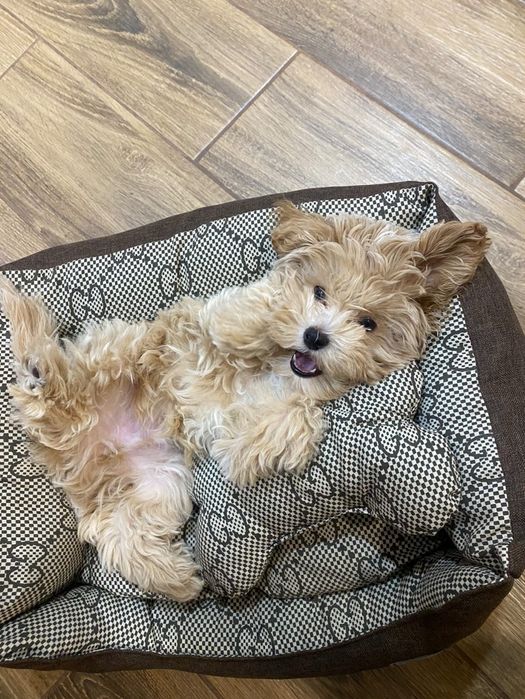 Лежанка для собаки