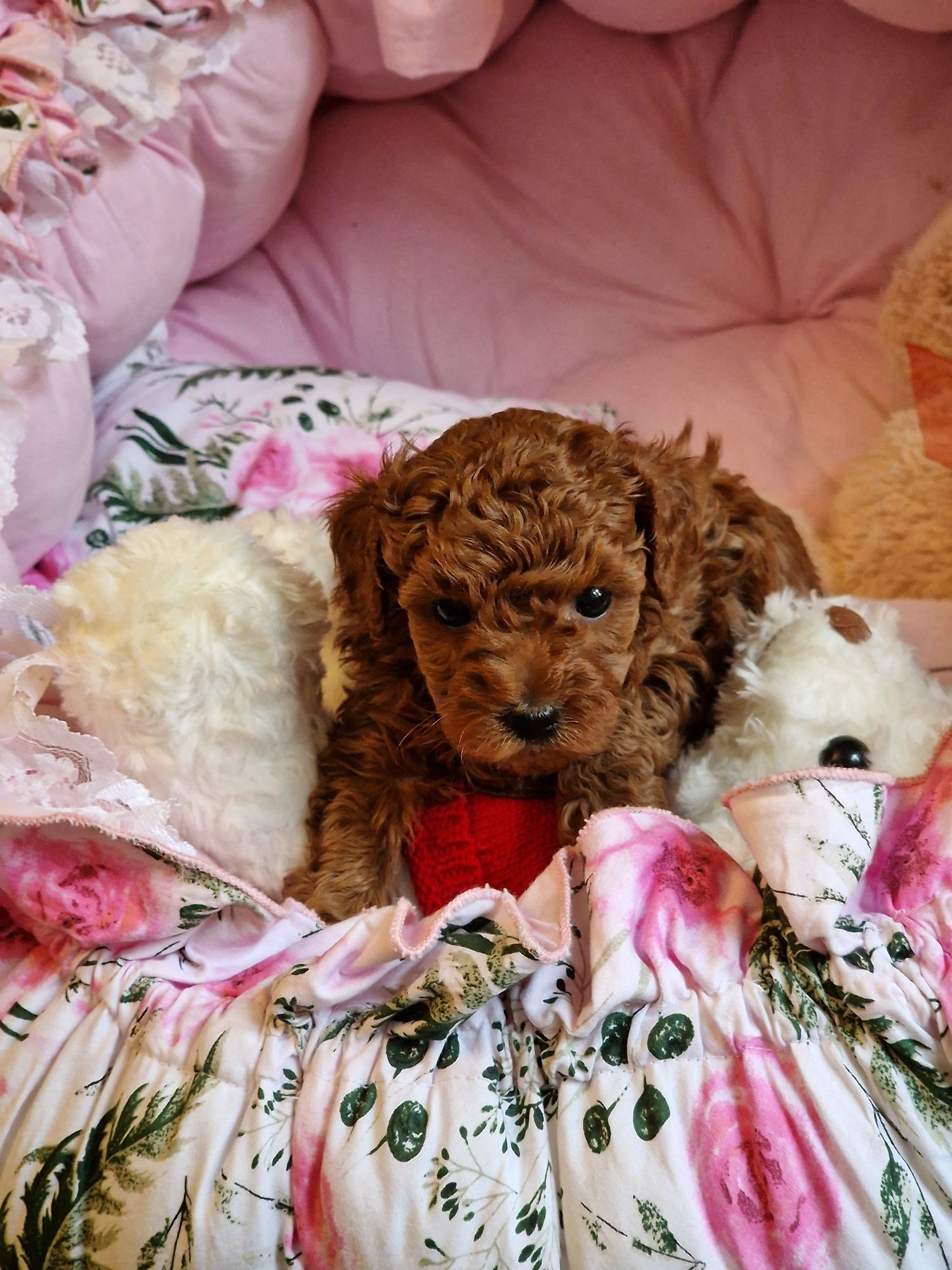 Śliczny chłopiec maltipoo  xxs