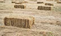 Vende-se feno biológico 2025 - Herdade da Galega