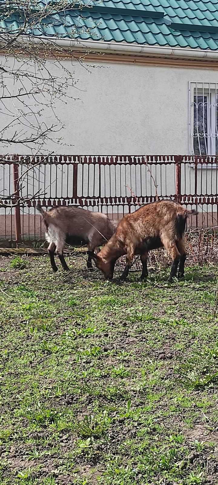 Продам альпійську козу